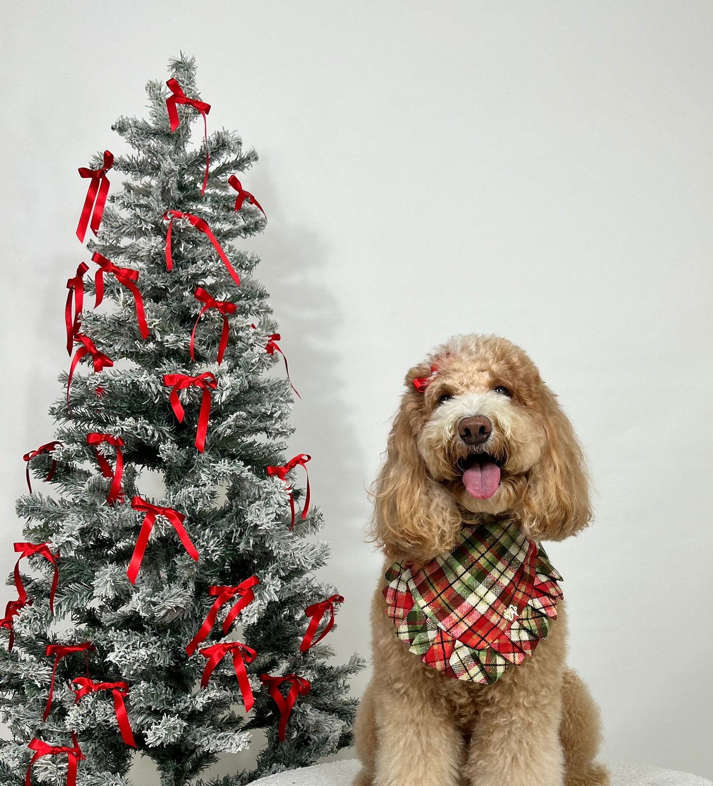 Holly