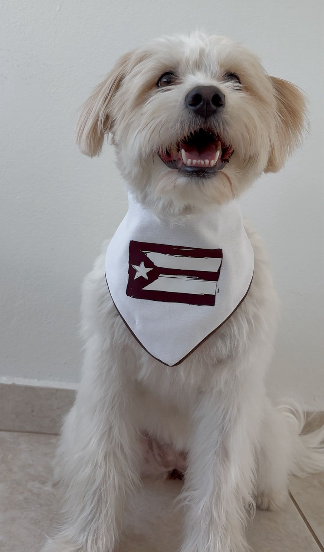Boricua Bandana (Reversible)