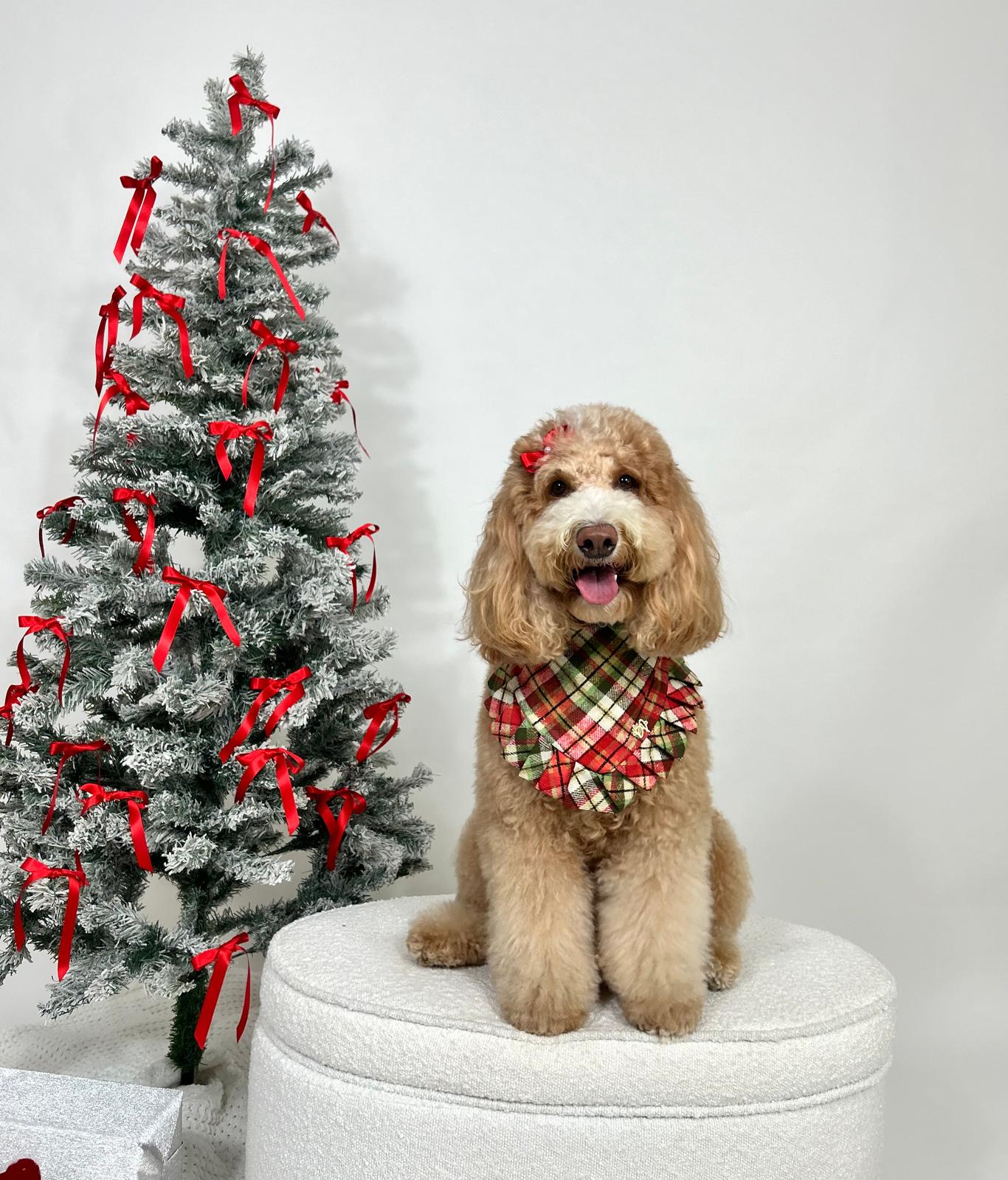 Holly
